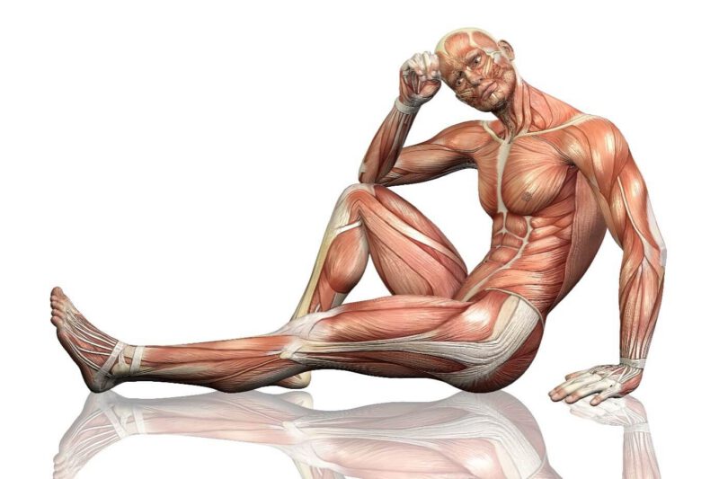 Anatomy Trains – skuteczna terapia manualna