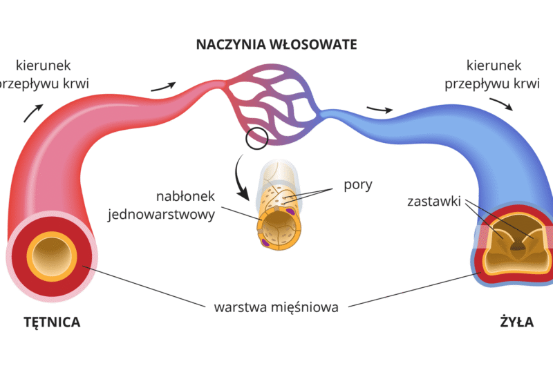 Mikrokrążenie a długowieczność